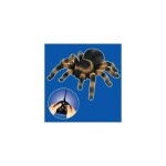 Tarantela-pajek na daljinsko vodenje